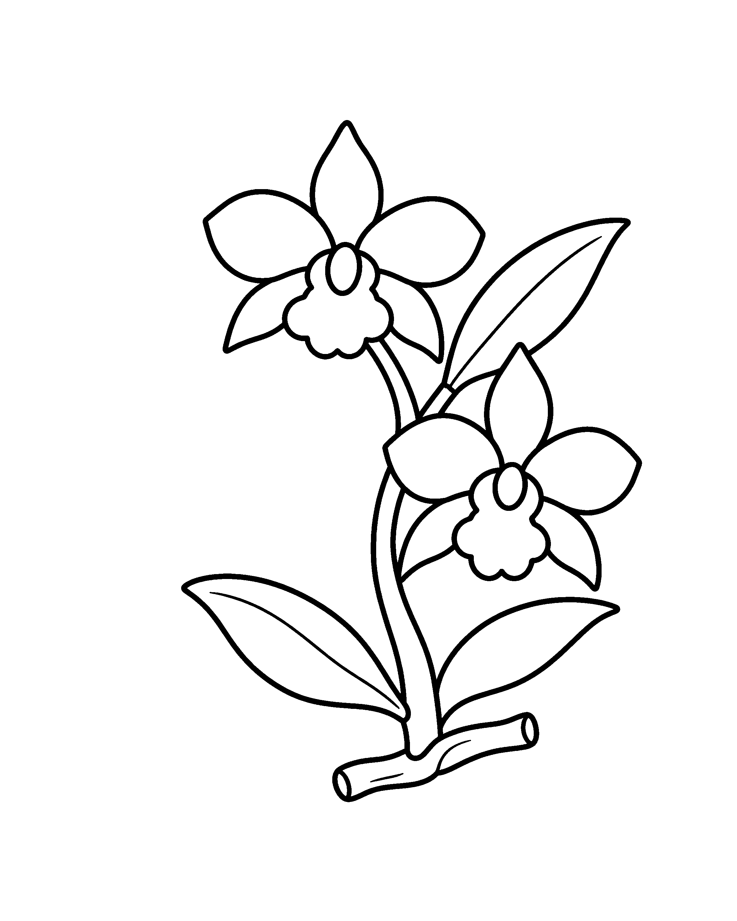 Cooktown Orchid colouring outline