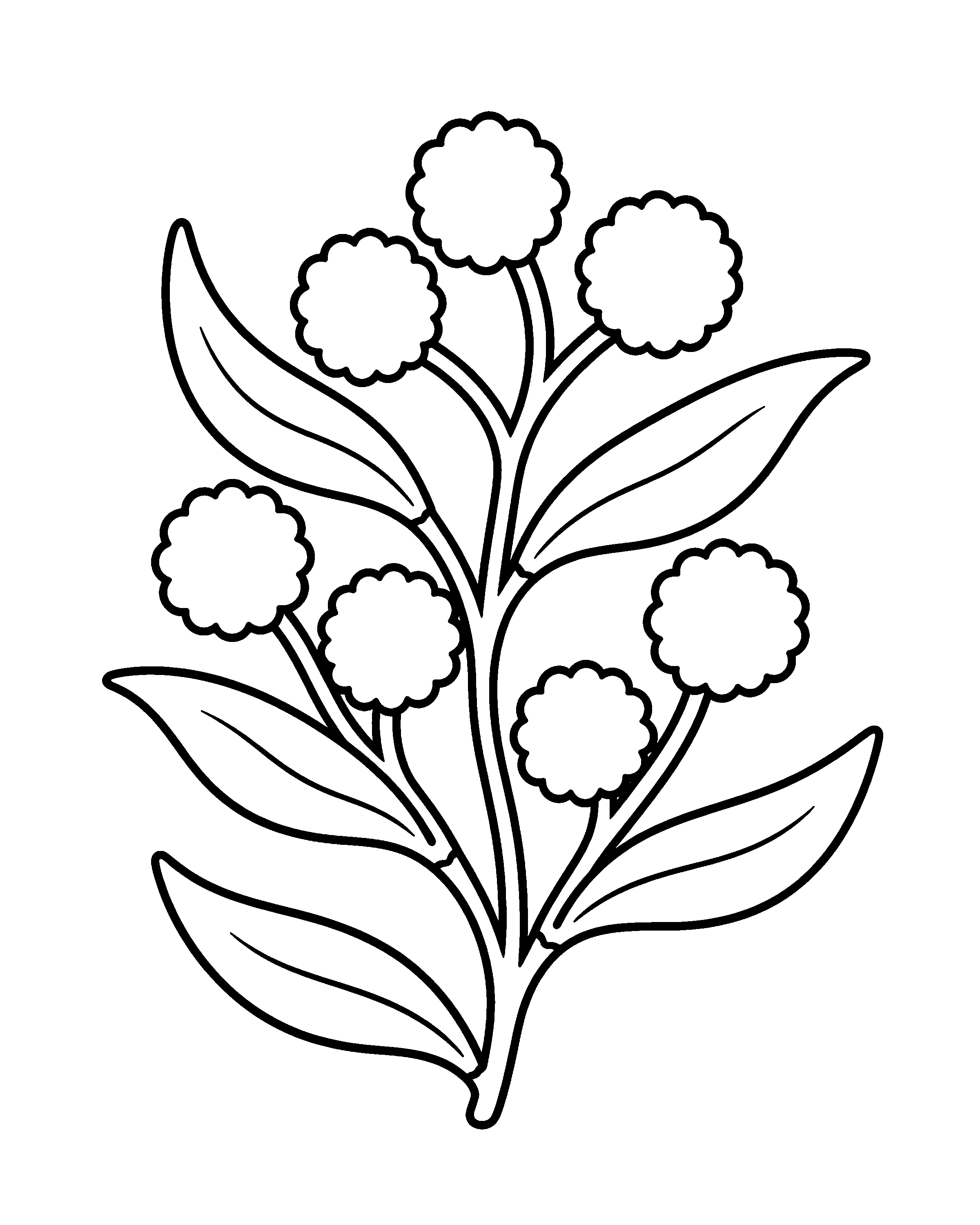 Golden Wattle colouring outline