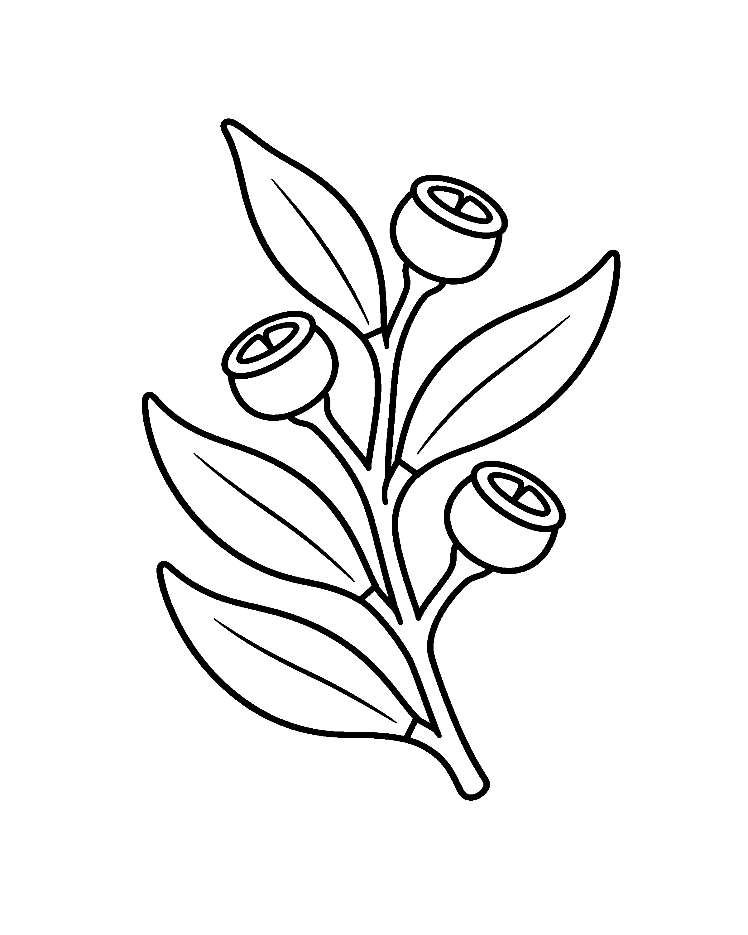 Gum Leaves and Nuts colouring outline