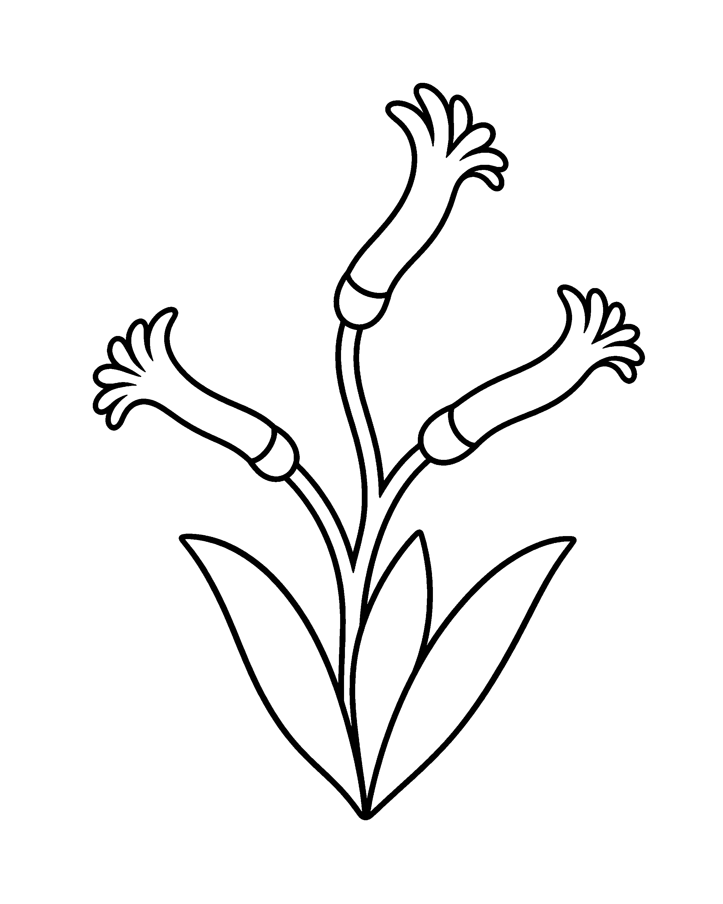 Kangaroo Paw colouring outline