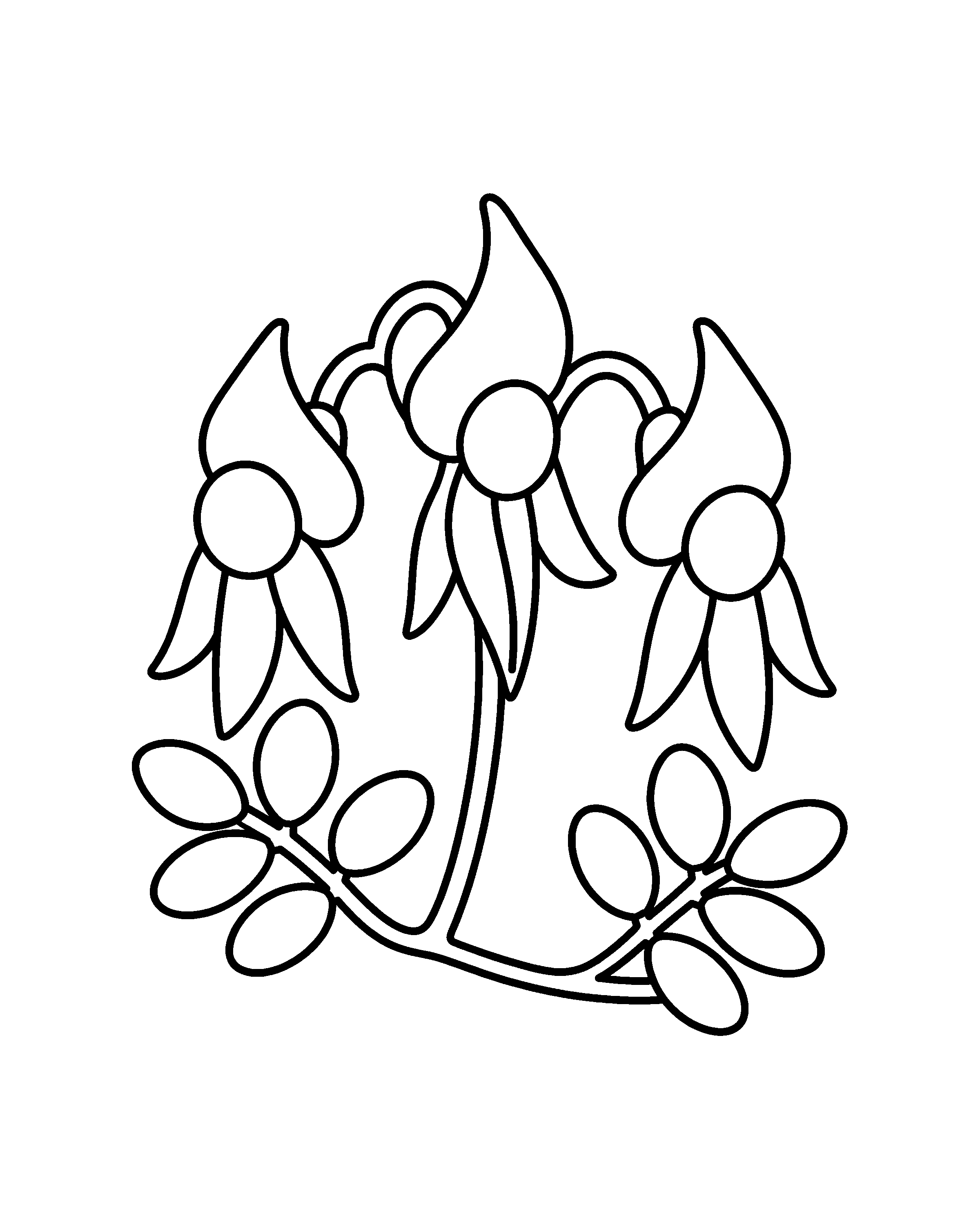 Sturt's Desert Pea colouring outline