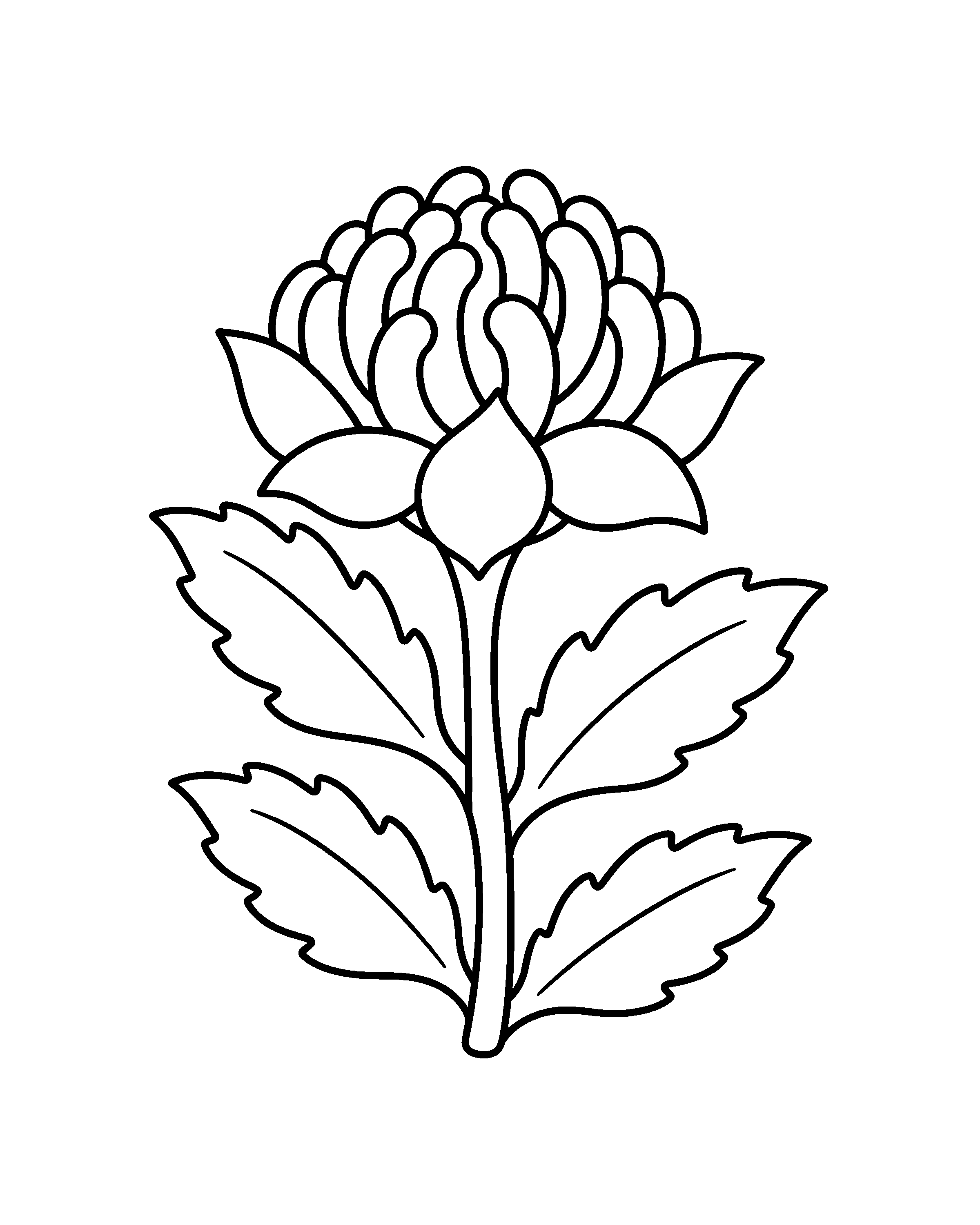 Waratah colouring outline