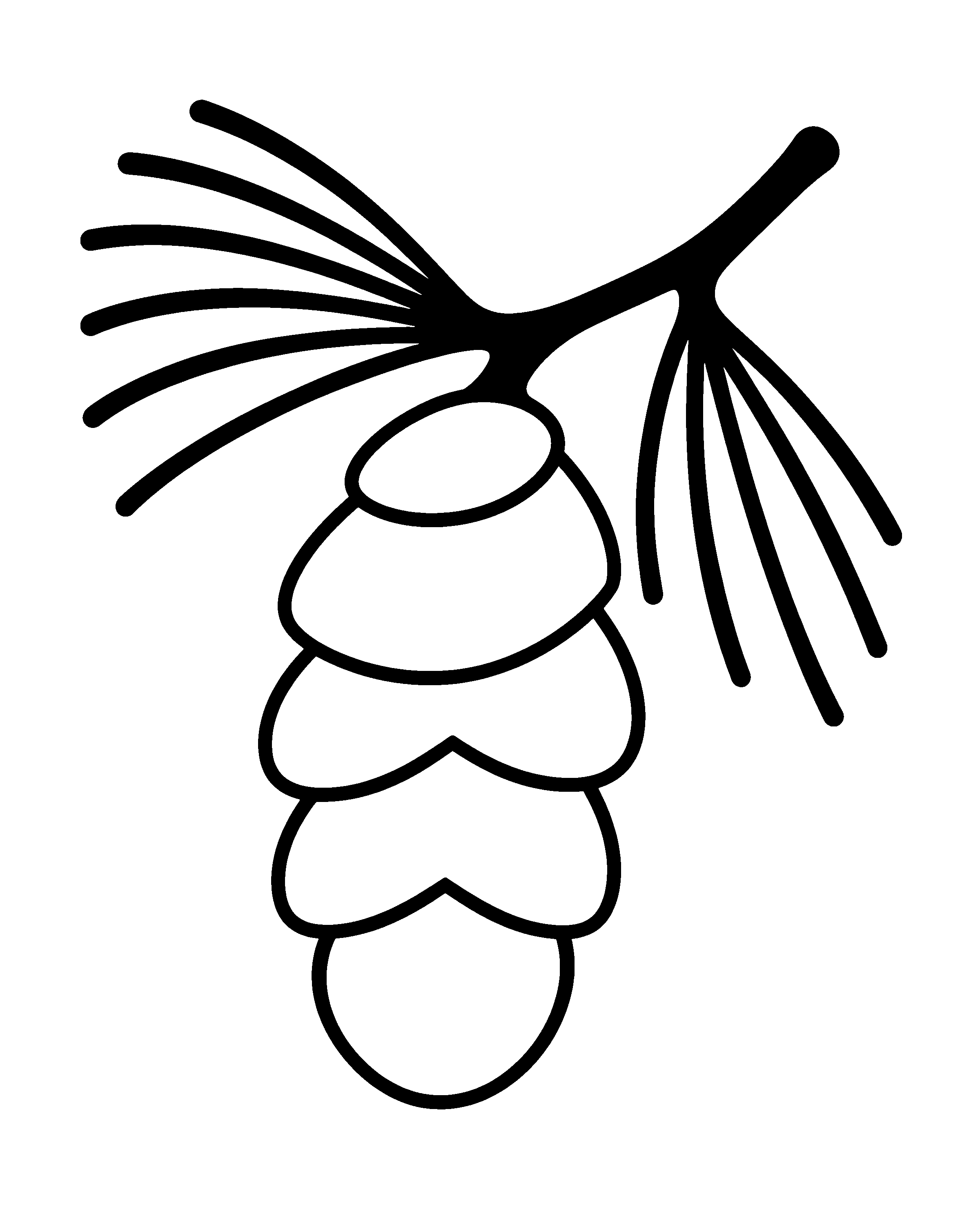 Eastern White Pine and Cone colouring outline
