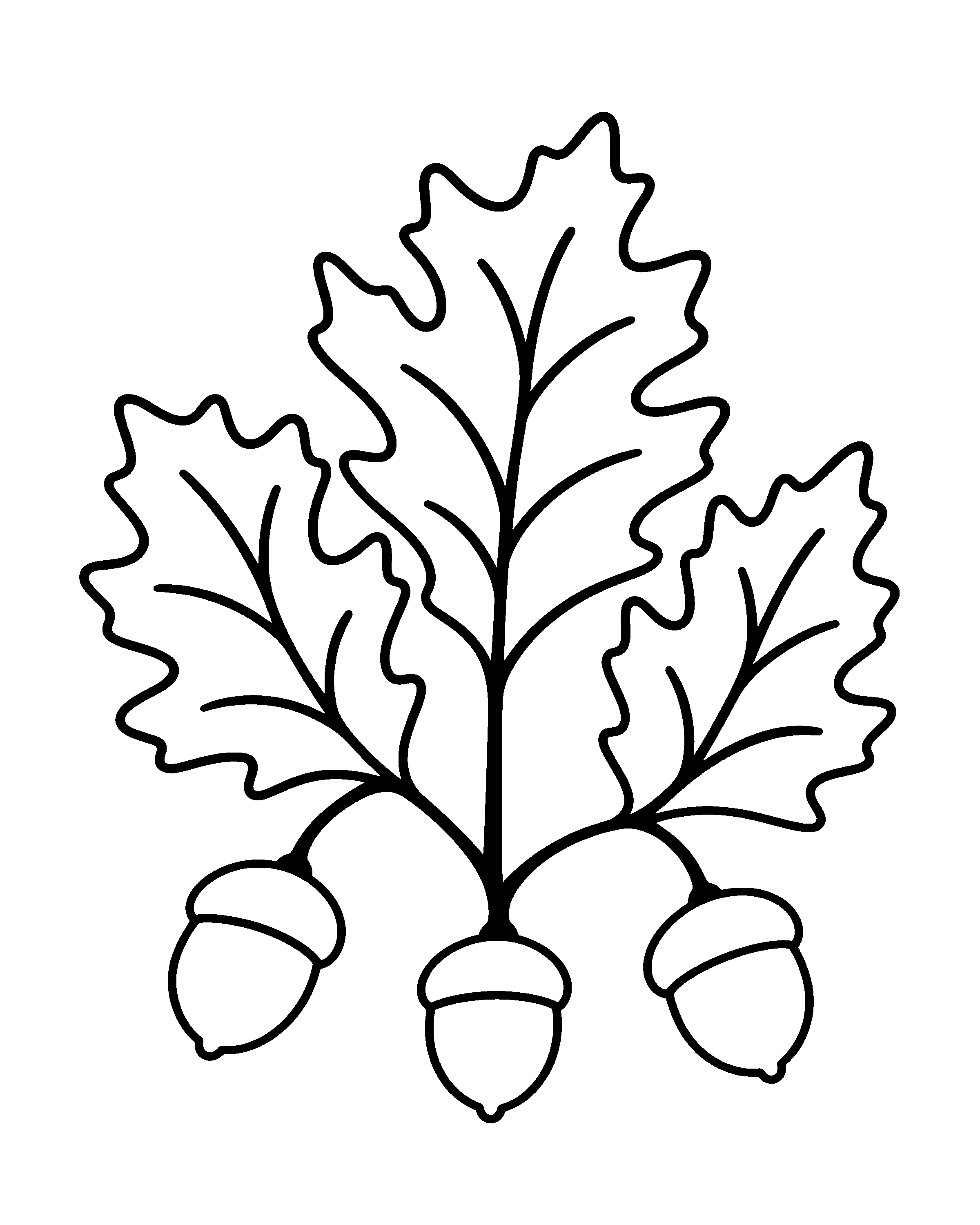 Northern Red Oak Leaves and Acorns colouring outline